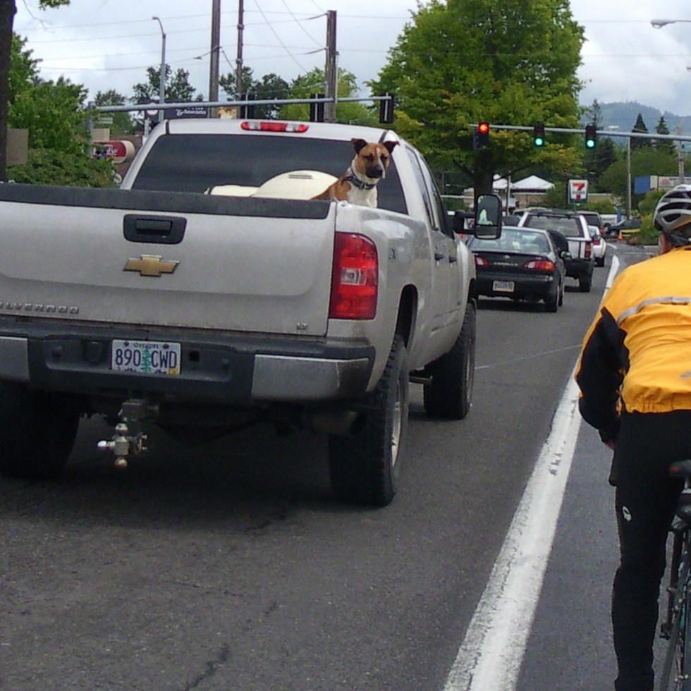 Dog in pickup truck stares down a cyclist in the bike lane